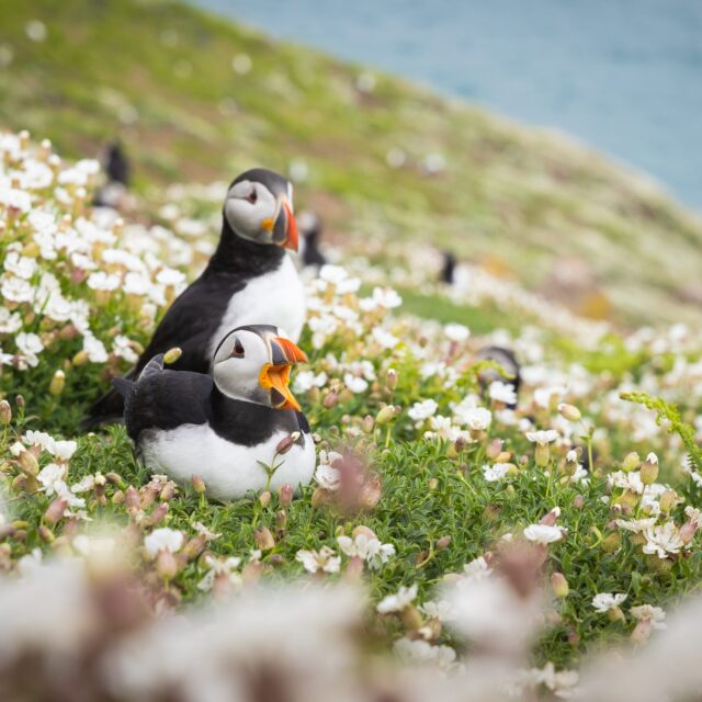 Skomer Island